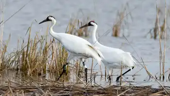 whooping cranes